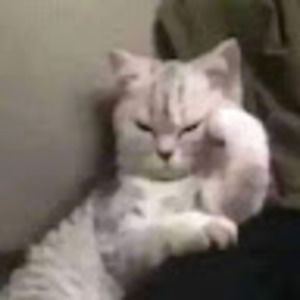 Meet your Posher, Franklin